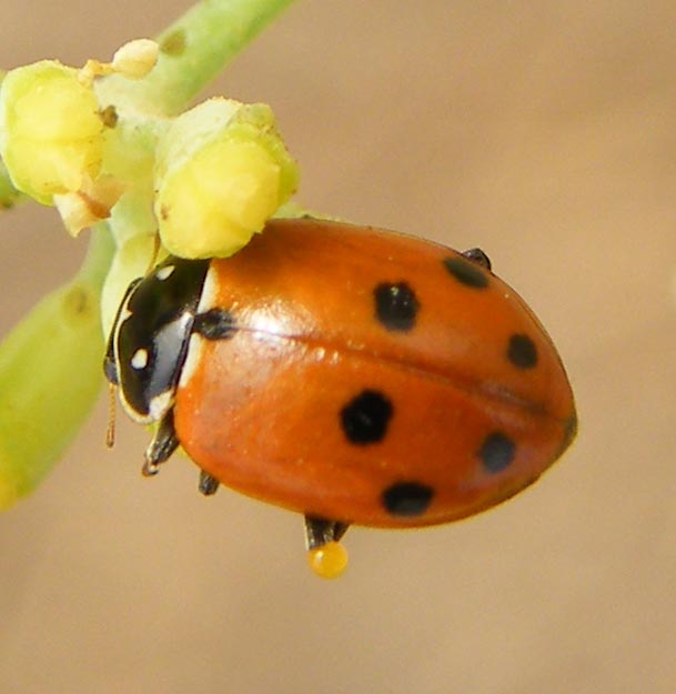 Di che coccinellide si tratta? - Hippodamia variegata